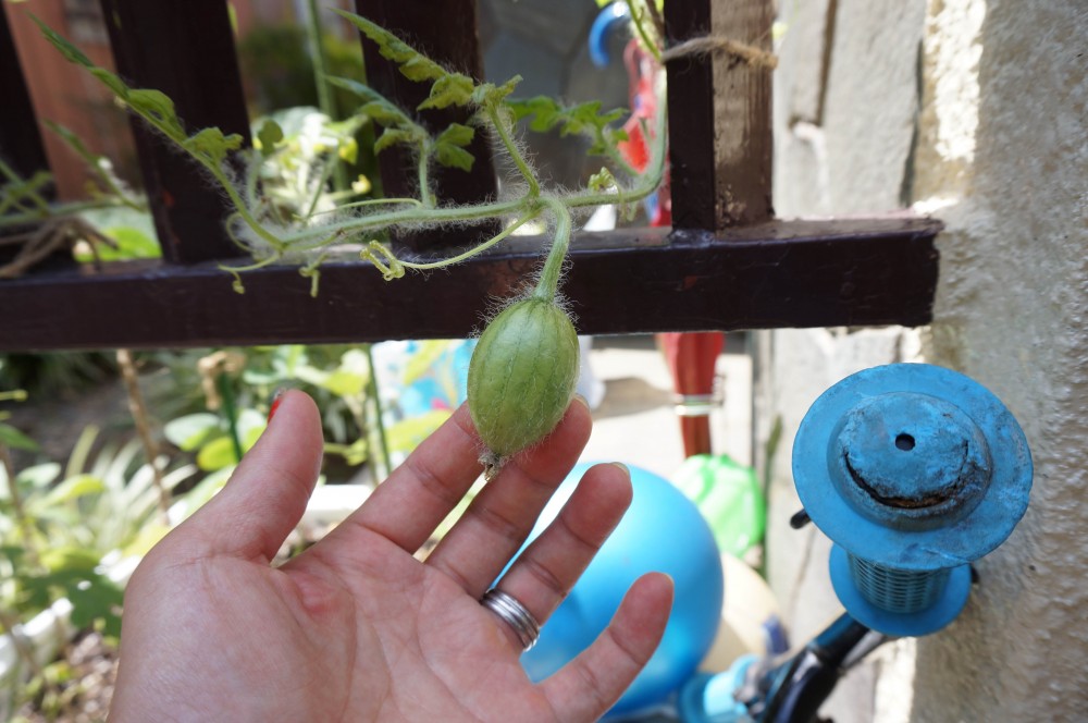 発泡スチロールプランターでスイカの実が大きくなり始めた！市民農園ではミニトマト初収穫♪